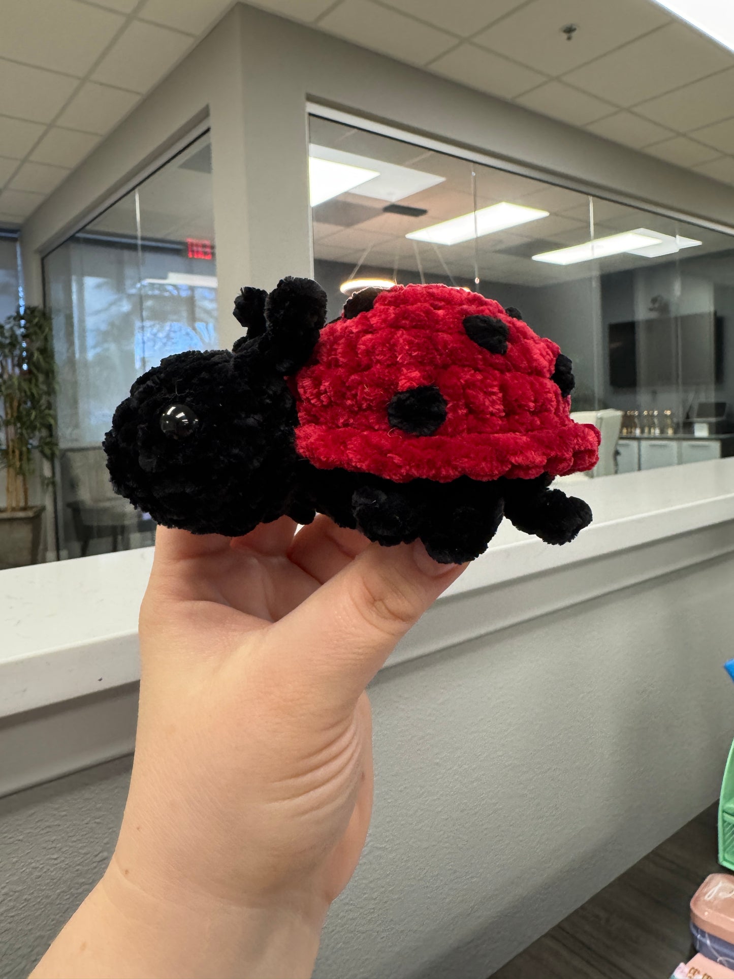 Lady Bug Bugling
