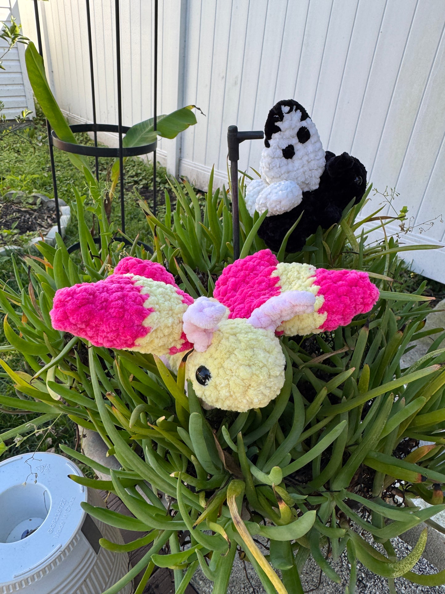 Rosey Maple Moth Bugling