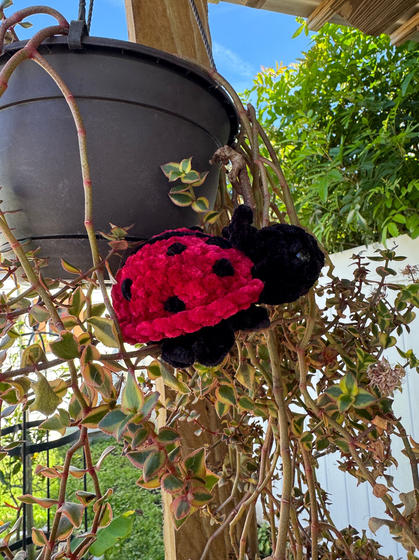 Lady Bug Bugling