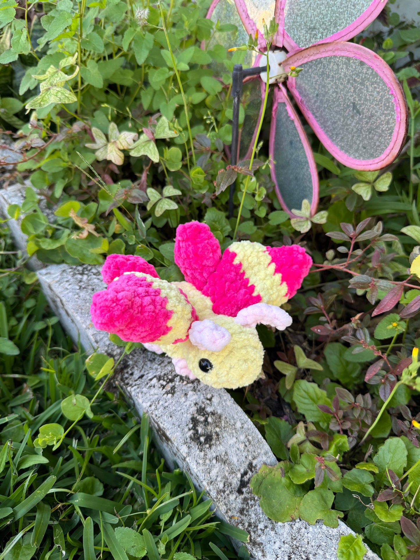Rosey Maple Moth Bugling