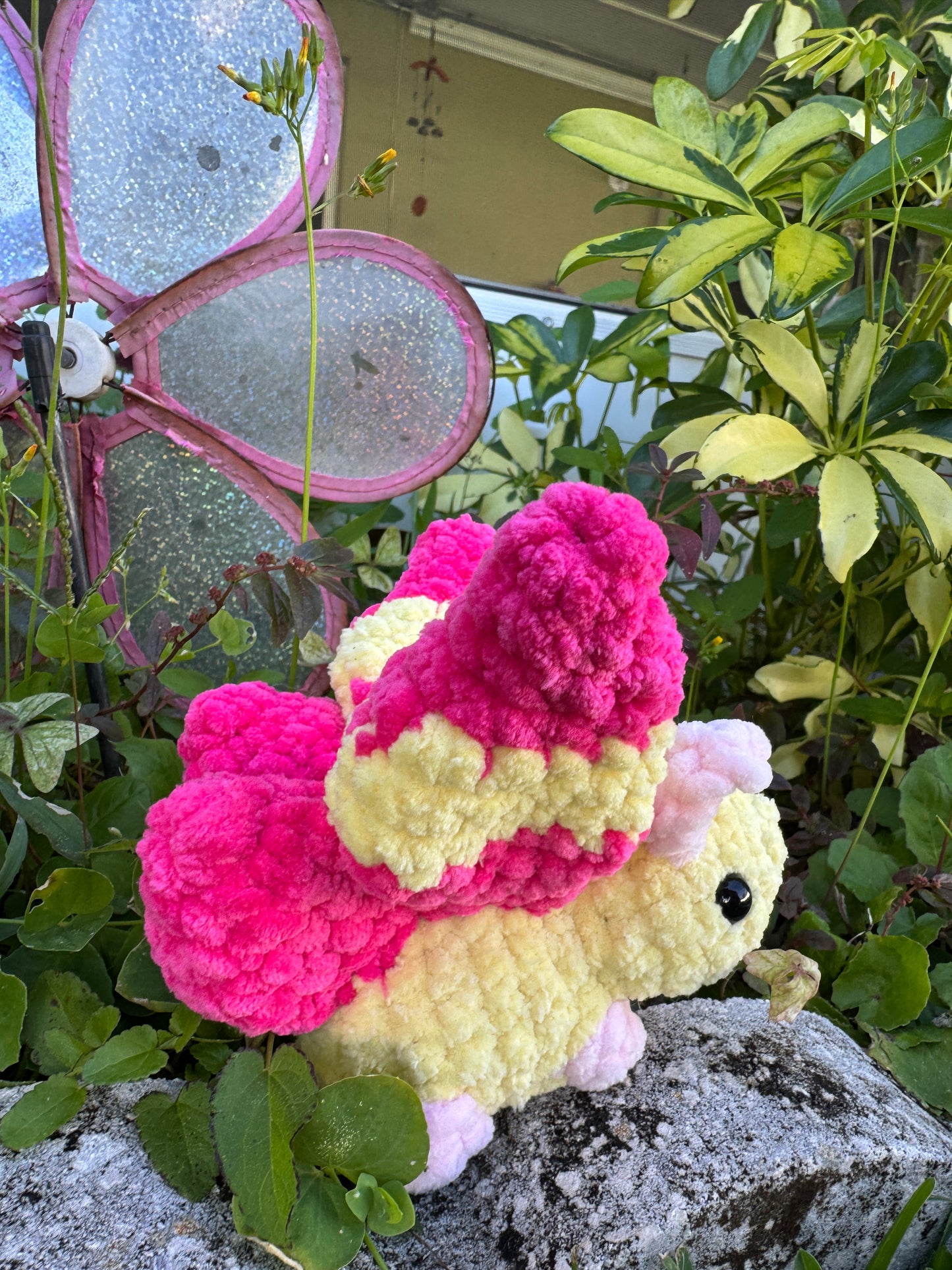 Rosey Maple Moth Bugling