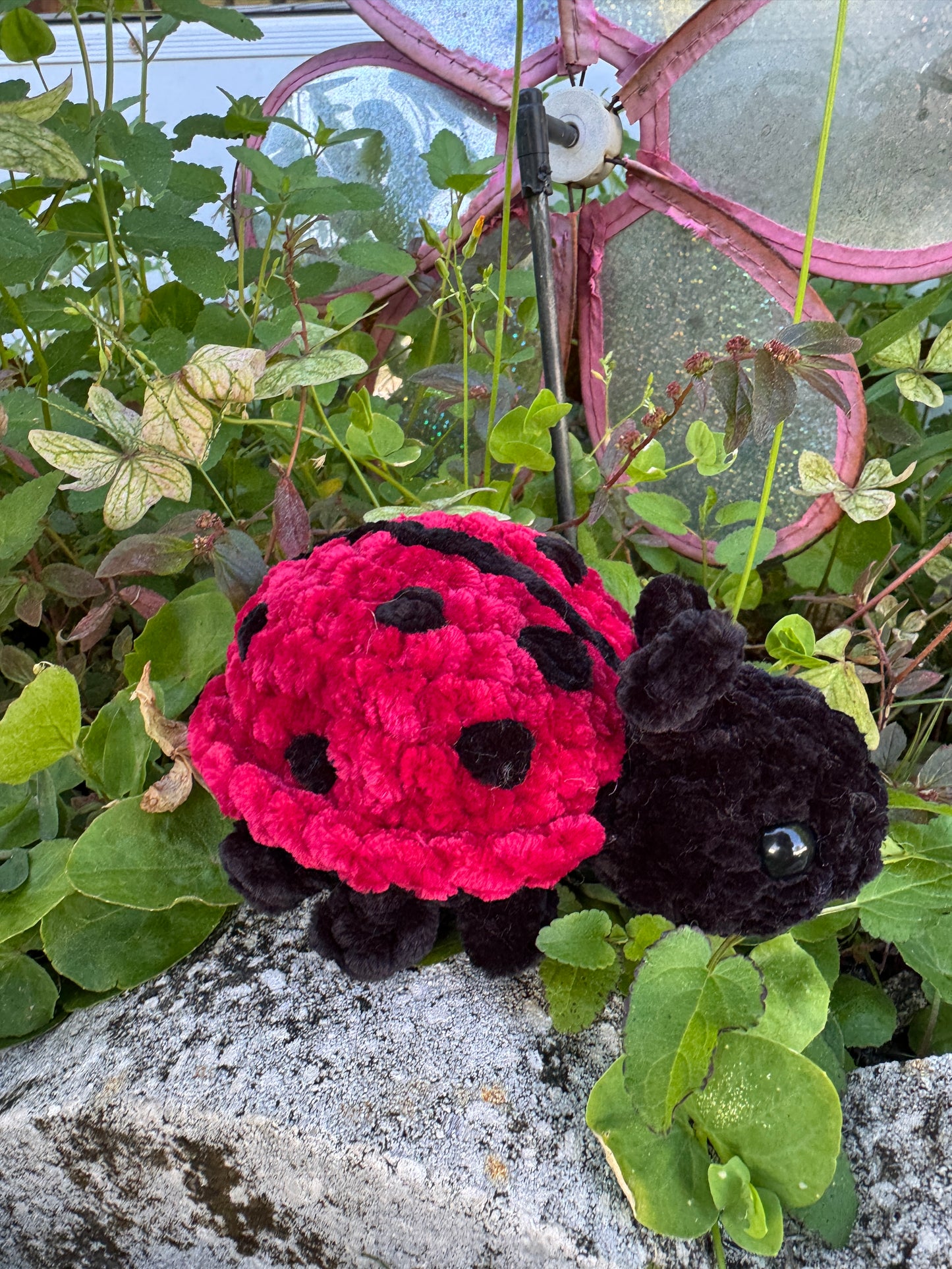 Lady Bug Bugling