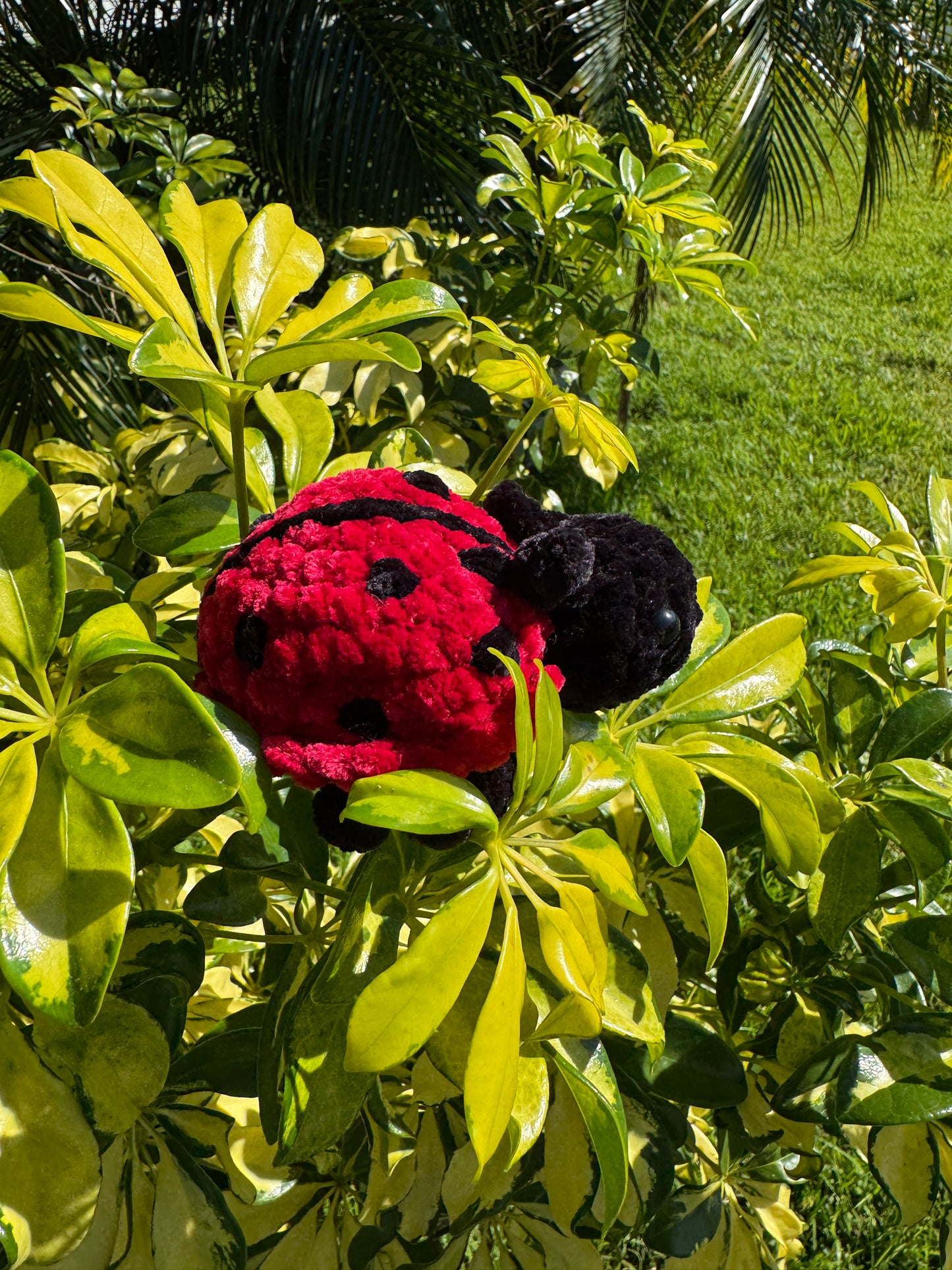 Lady Bug Bugling