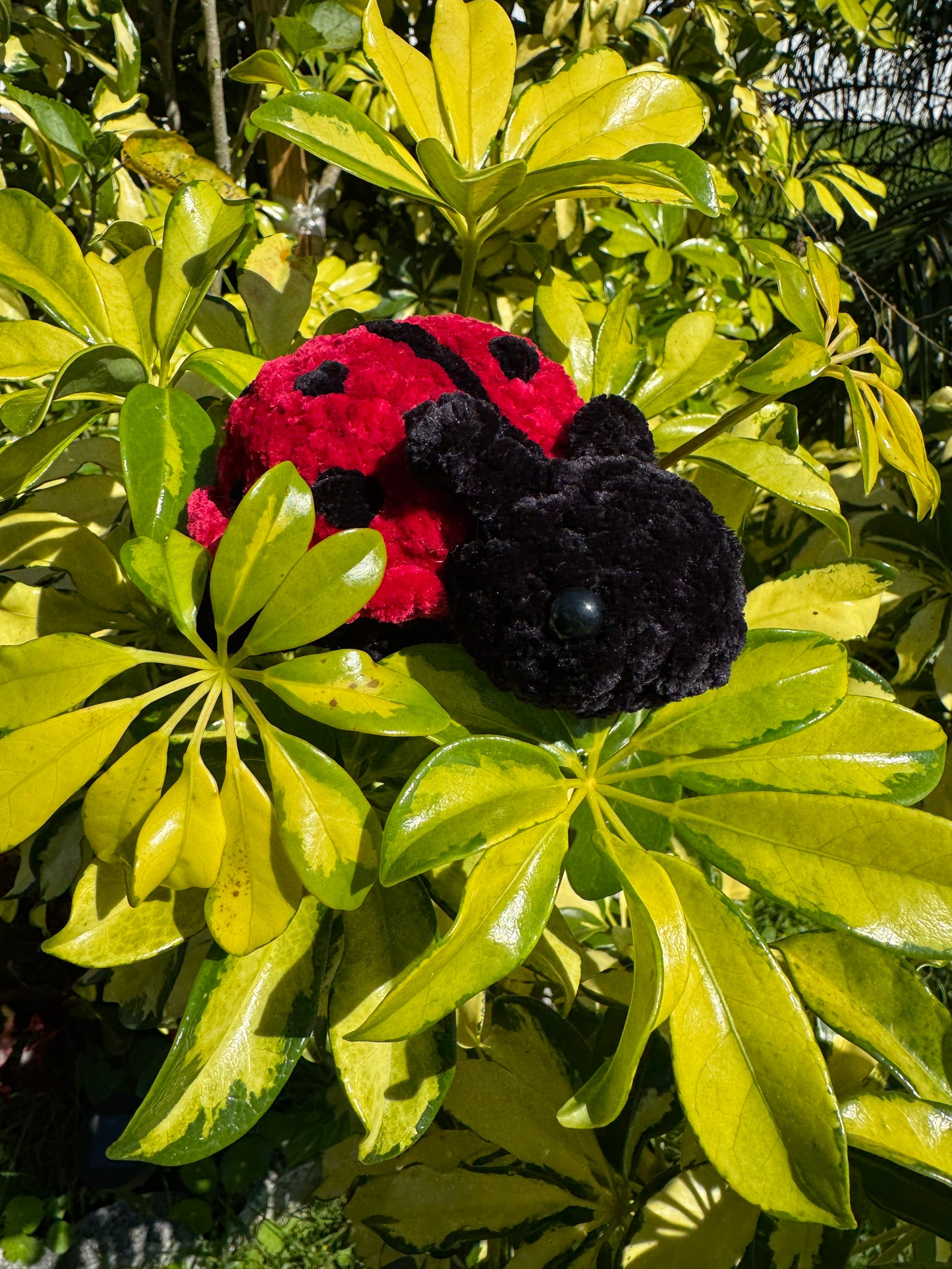 Lady Bug Bugling