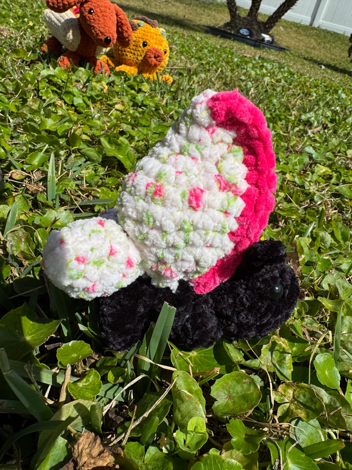 Rosy Butterfly Bugling