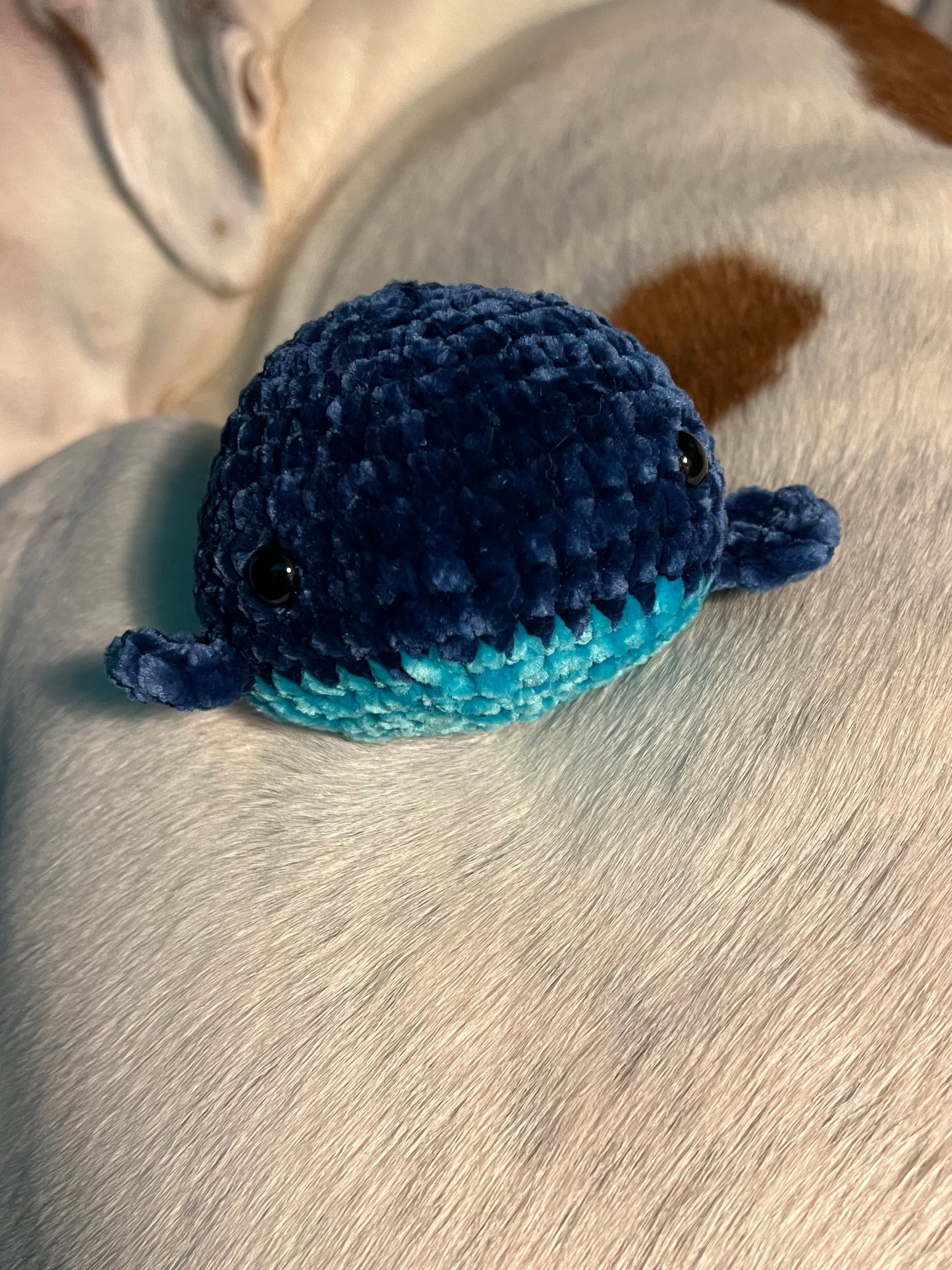 Small Whale