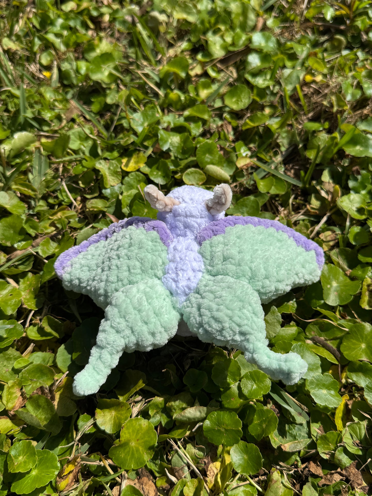 Luna Moth Bugling