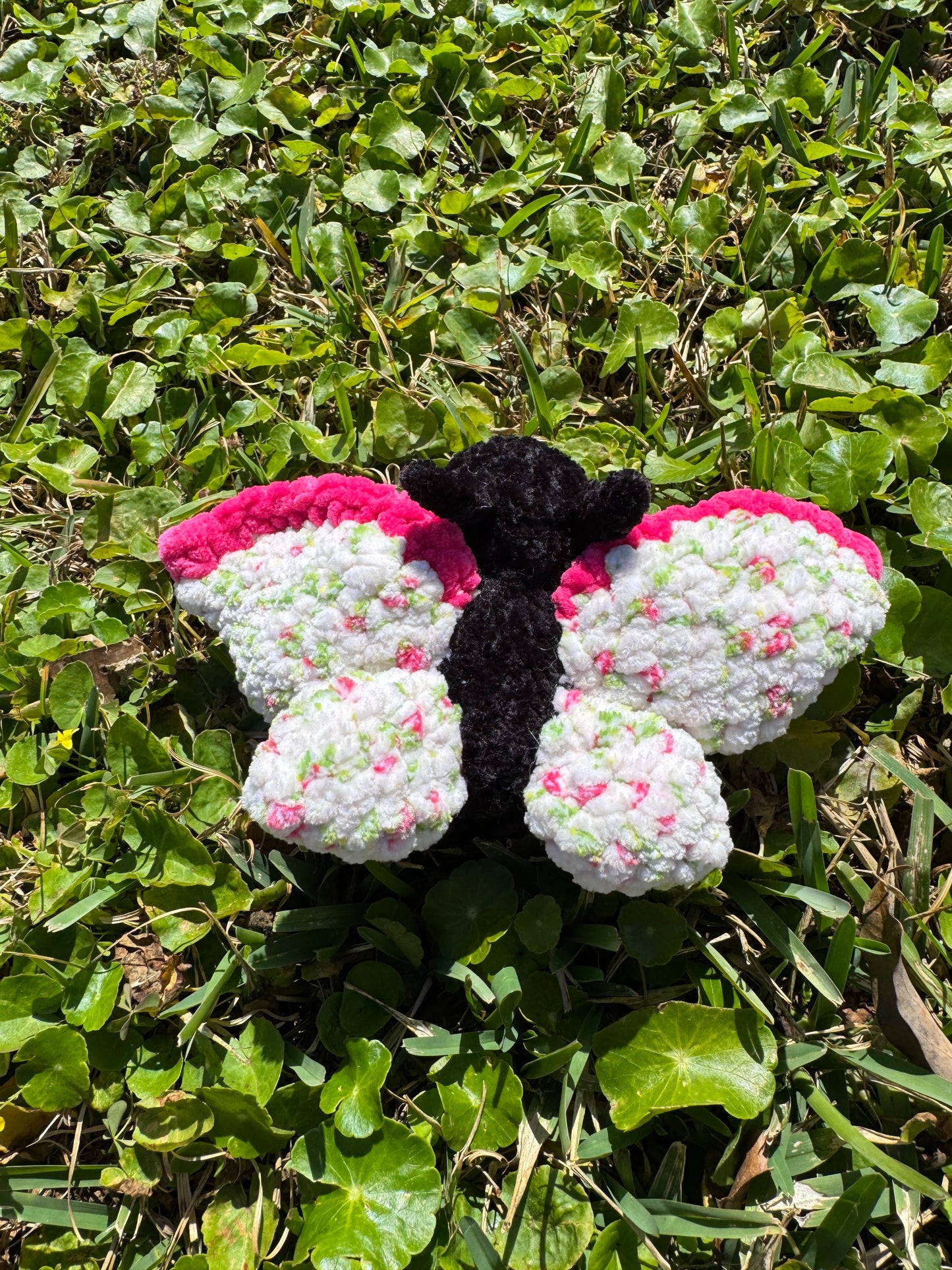 Rosy Butterfly Bugling