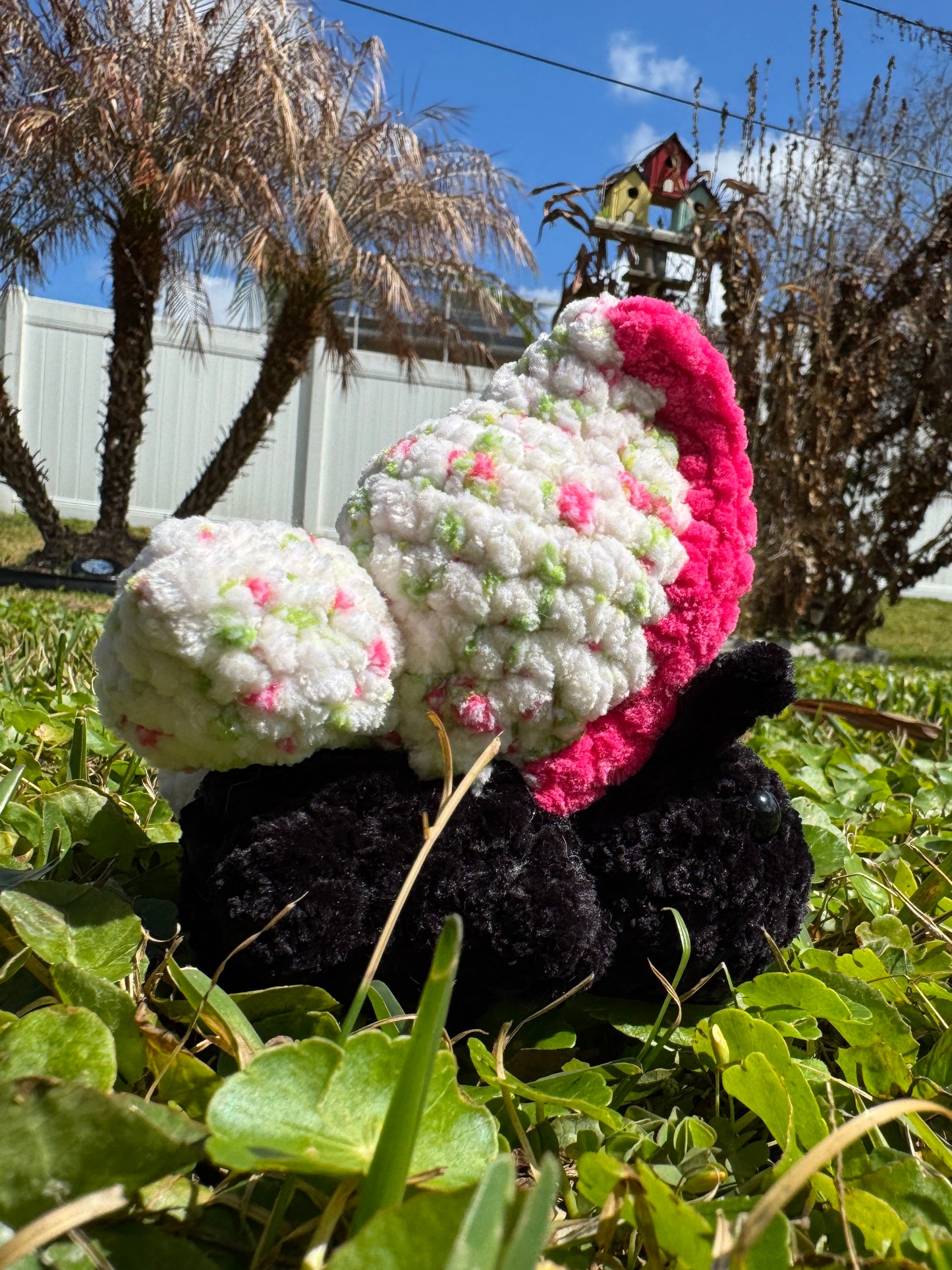 Rosy Butterfly Bugling