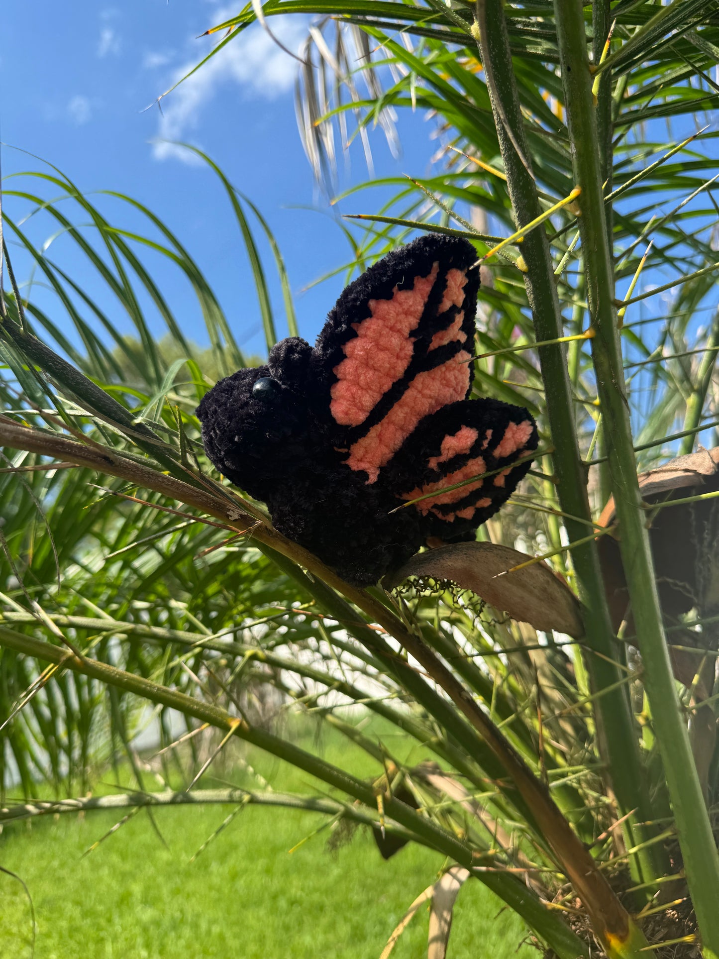 Monarch Butterfly Bugling