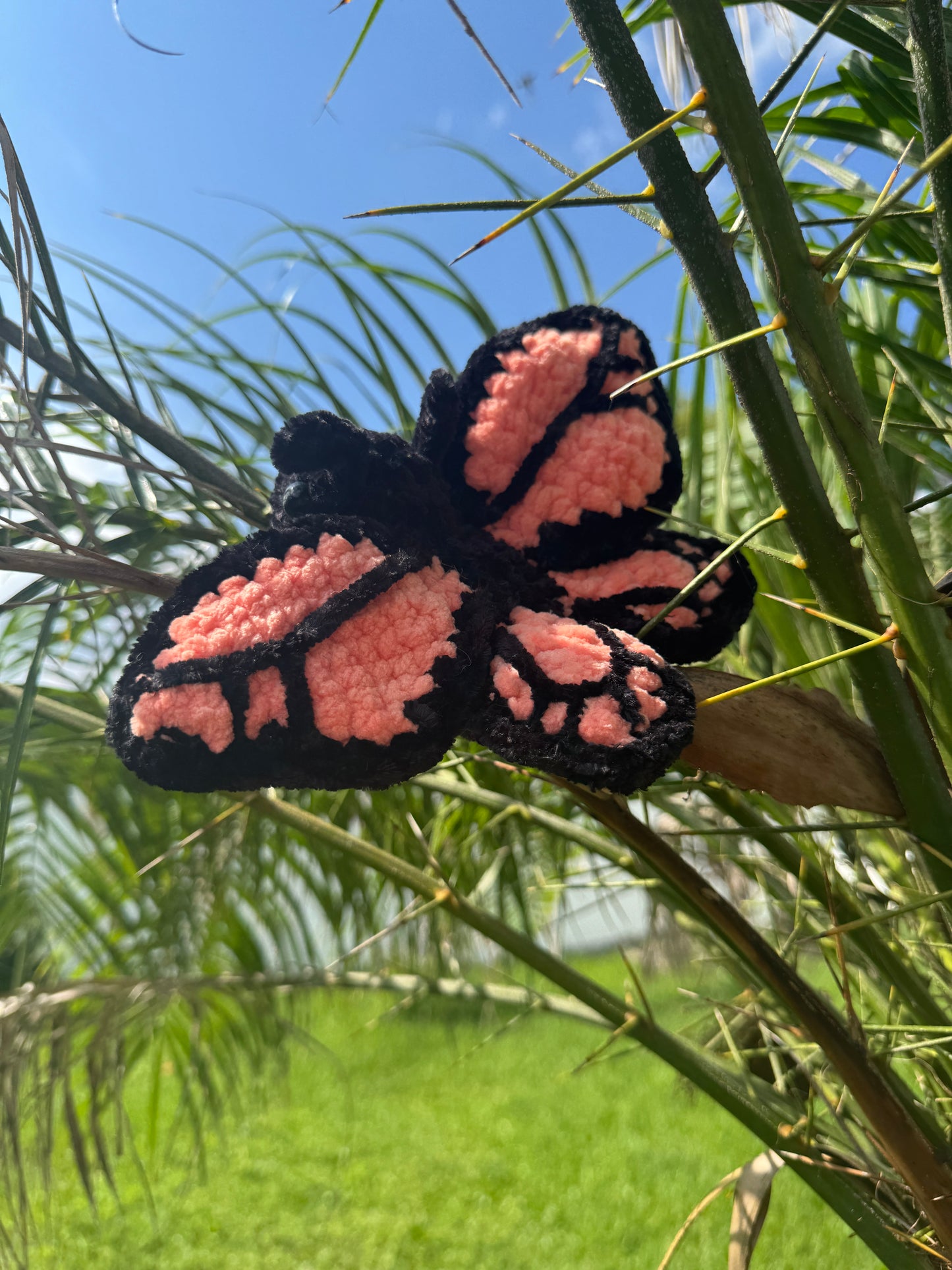 Monarch Butterfly Bugling