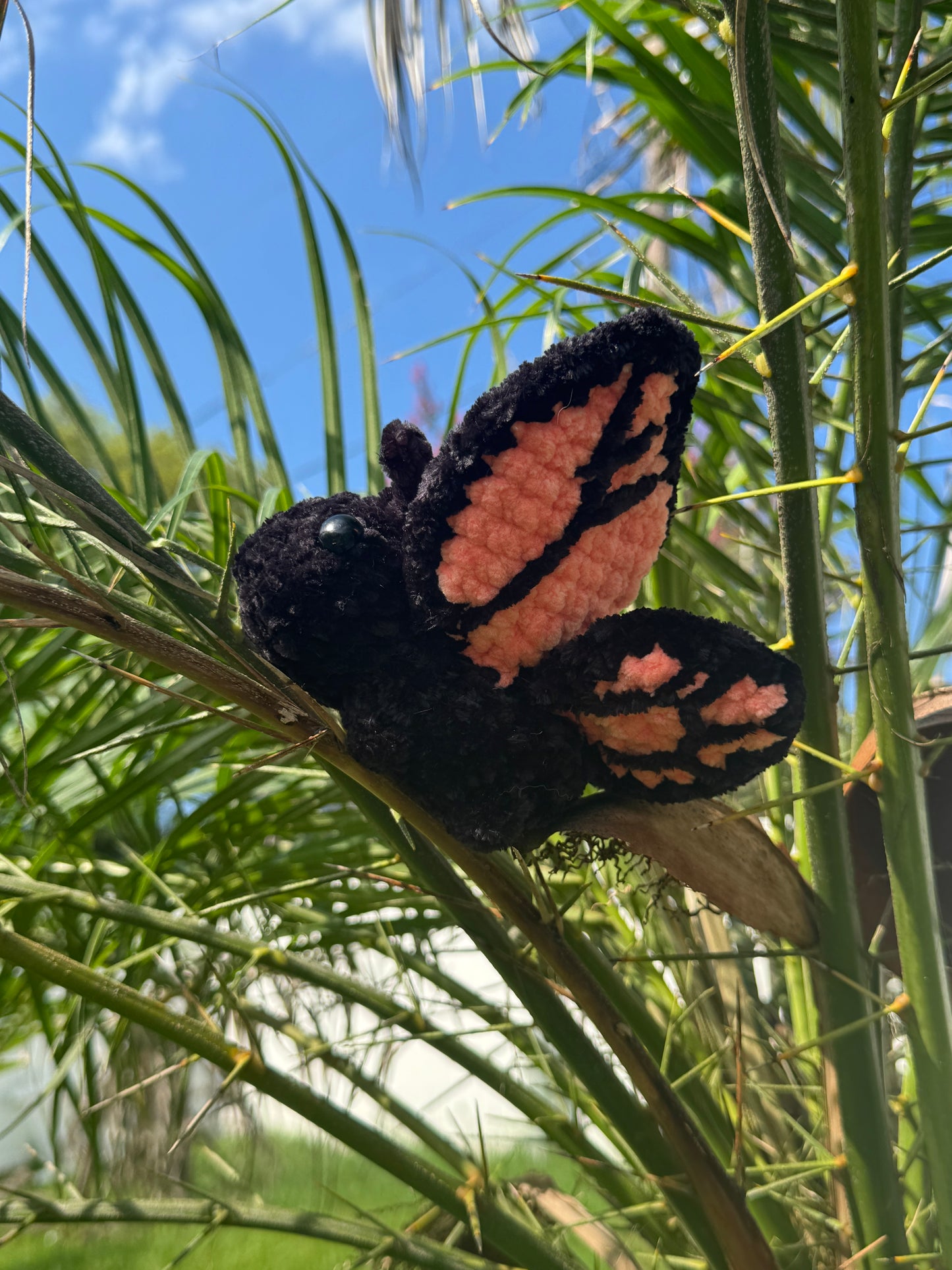 Monarch Butterfly Bugling